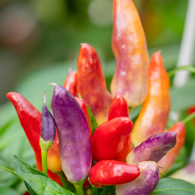 Pepper Seeds – Sangria 