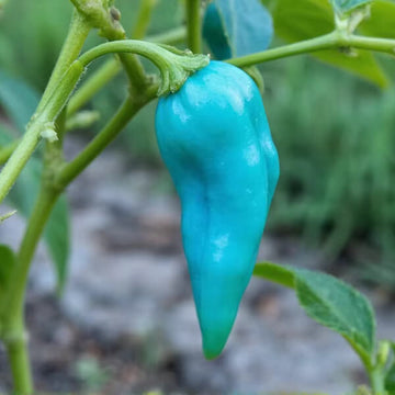 Pepper Seeds – Sky Blue