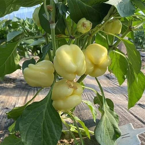 Pepper Seeds – Spicy