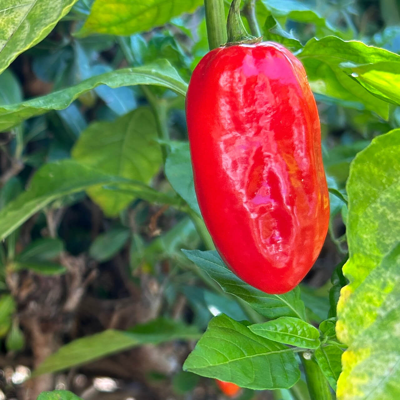 Pepper Seeds – Zavory
