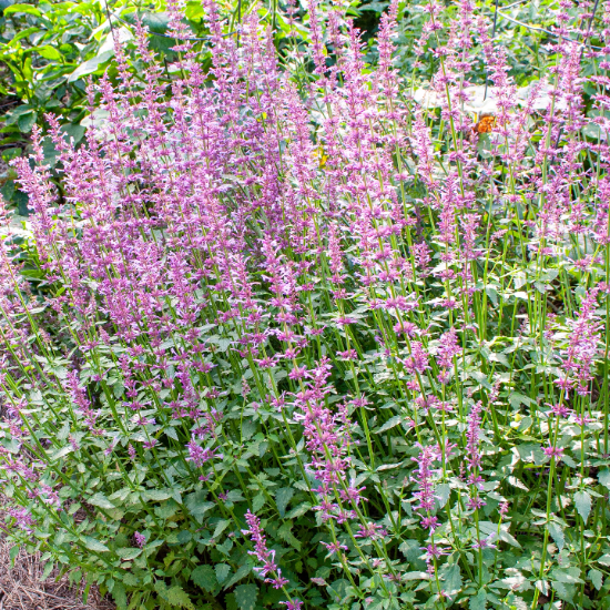 Perennial Agastache Rose Mint  Seeds 