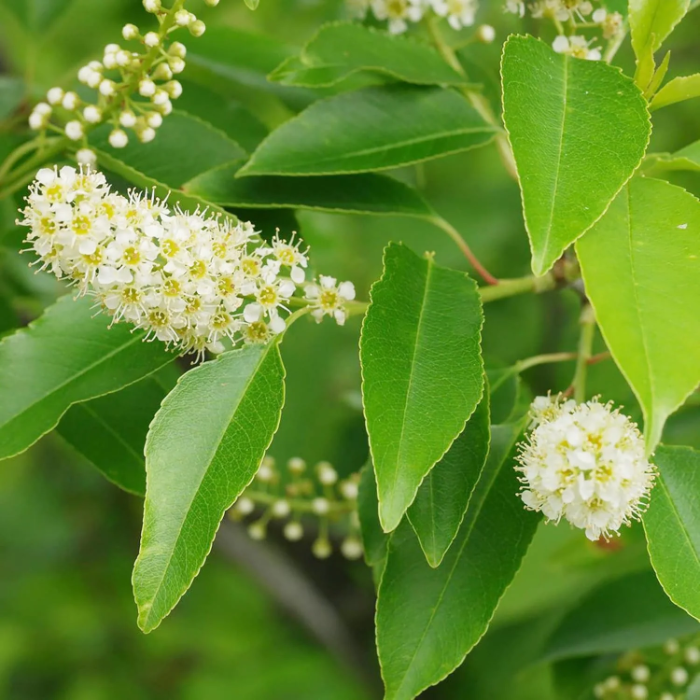 Perennial Blooms Black Cherry Seeds 