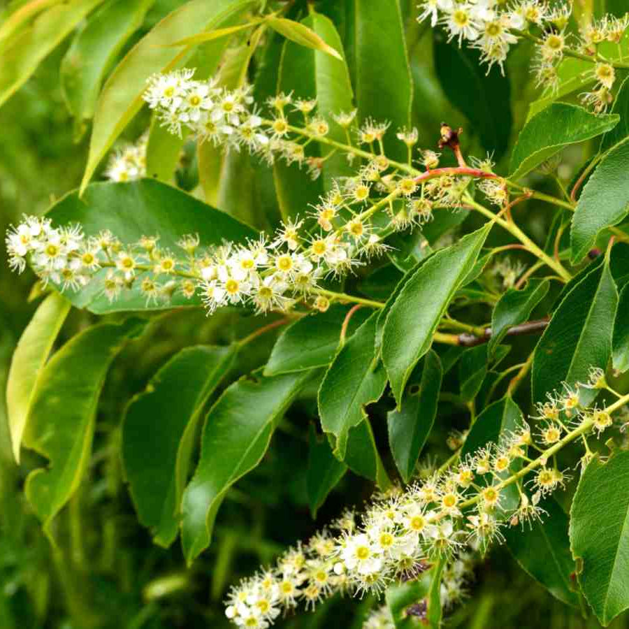 Perennial Blooms Black Cherry Seeds 