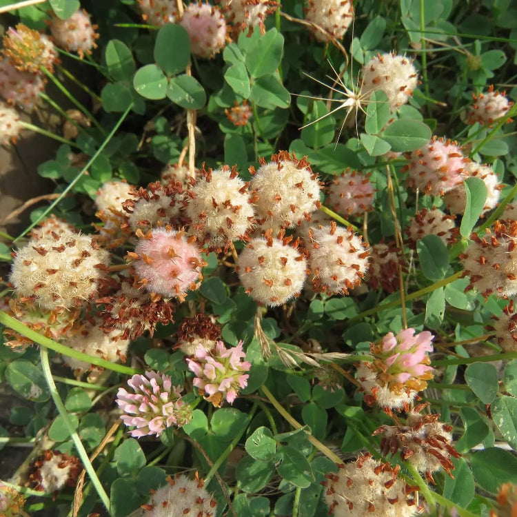 Perennial Clover Lawn Mix Seeds