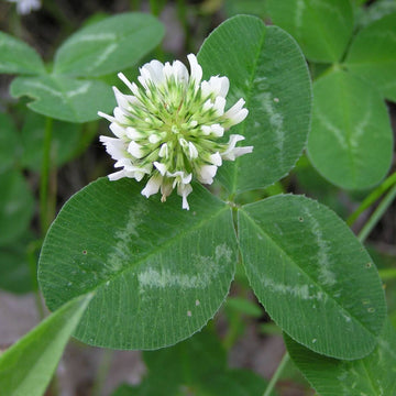 Perennial Clover Lawn Mix Seeds