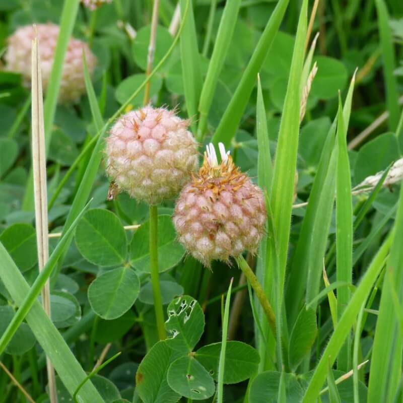 Perennial Clover Lawn Mix Seeds