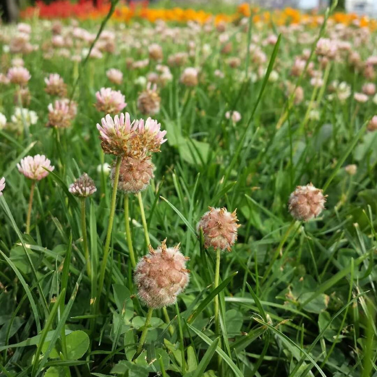 Perennial Clover Lawn Mix Seeds