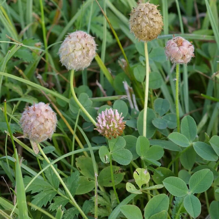Perennial Clover Lawn Mix Seeds