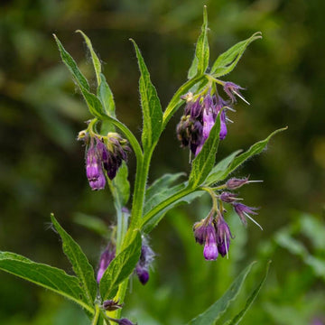 Perennial Comfrey Seeds - Herbal Plant