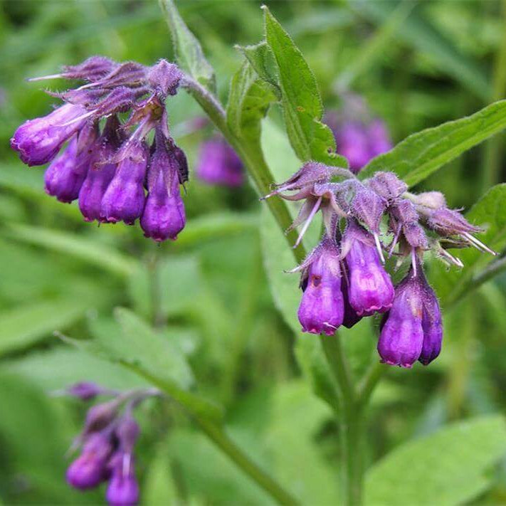 Perennial Comfrey Seeds - Herbal Plant