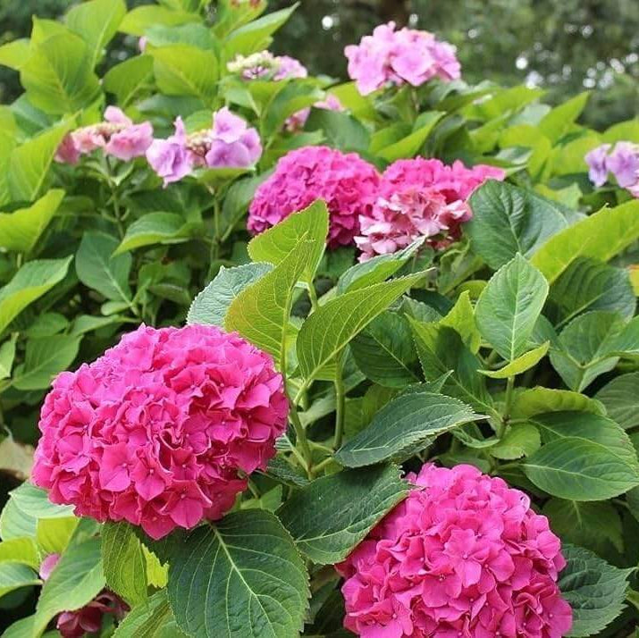 Perennial Flower Shrub Seeds - Flower Plant