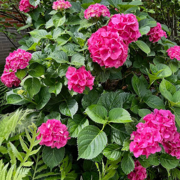 Perennial Flower Shrub Seeds - Flower Plant