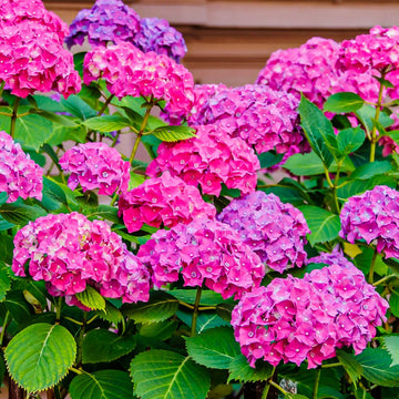 Perennial Flower Shrub Seeds - Flower Plant