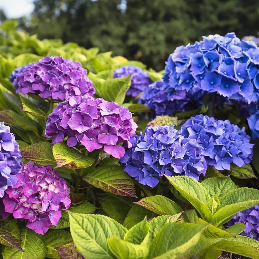 Perennial Flower Shrub Seeds - Flower Plant