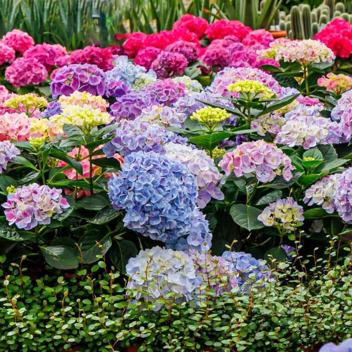 Perennial Flower Shrub Seeds - Flower Plant