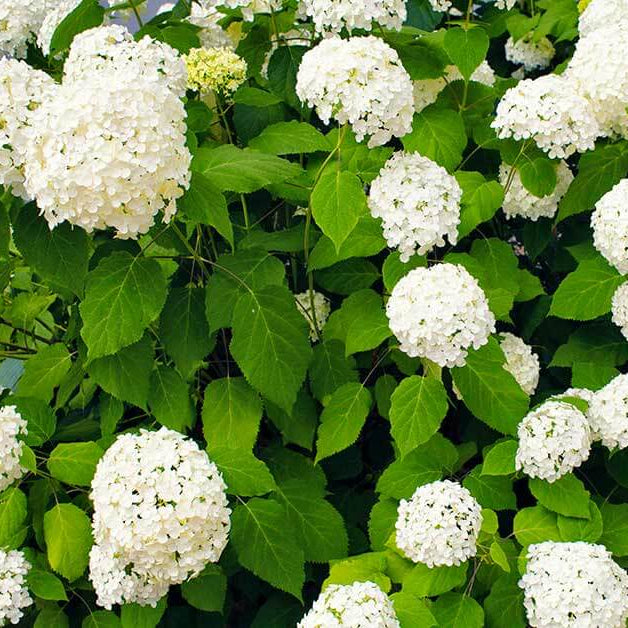 Perennial Flower Shrub Seeds - Flower Plant