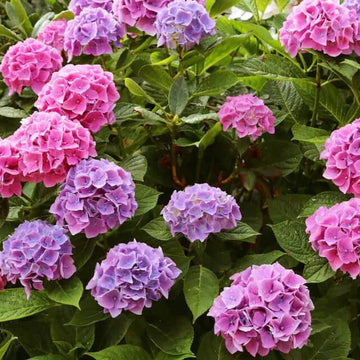 Perennial Flower Shrub Seeds - Flower Plant