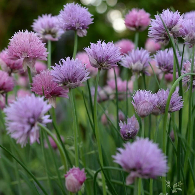 Perennial Garlic Herb Seeds - Herbal Plant