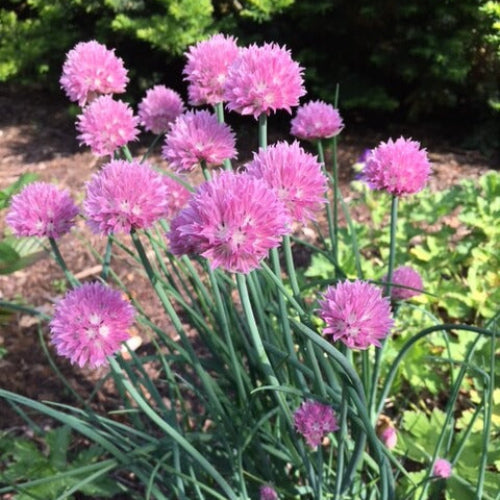 Perennial Garlic Herb Seeds - Herbal Plant