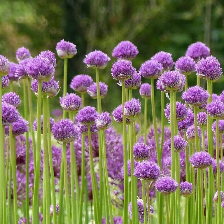 Perennial Garlic Herb Seeds - Herbal Plant