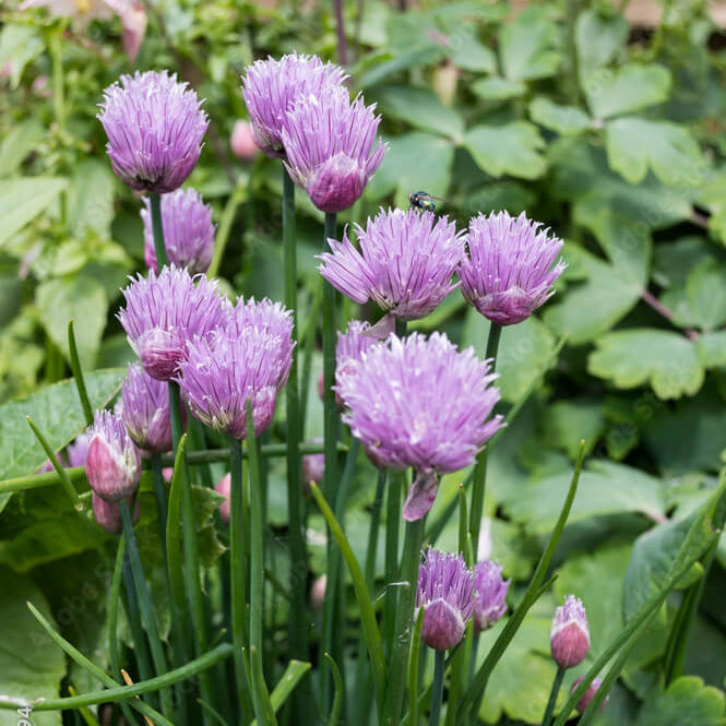 Perennial Garlic Herb Seeds - Herbal Plant