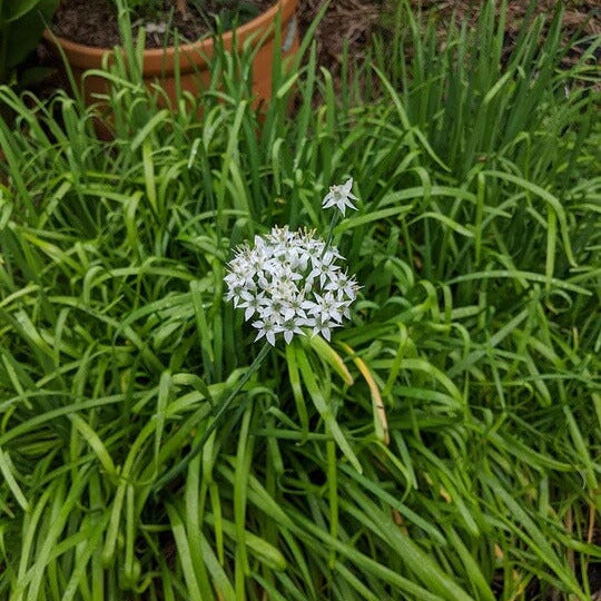 Perennial Garlic Herb Seeds - Herbal Plant