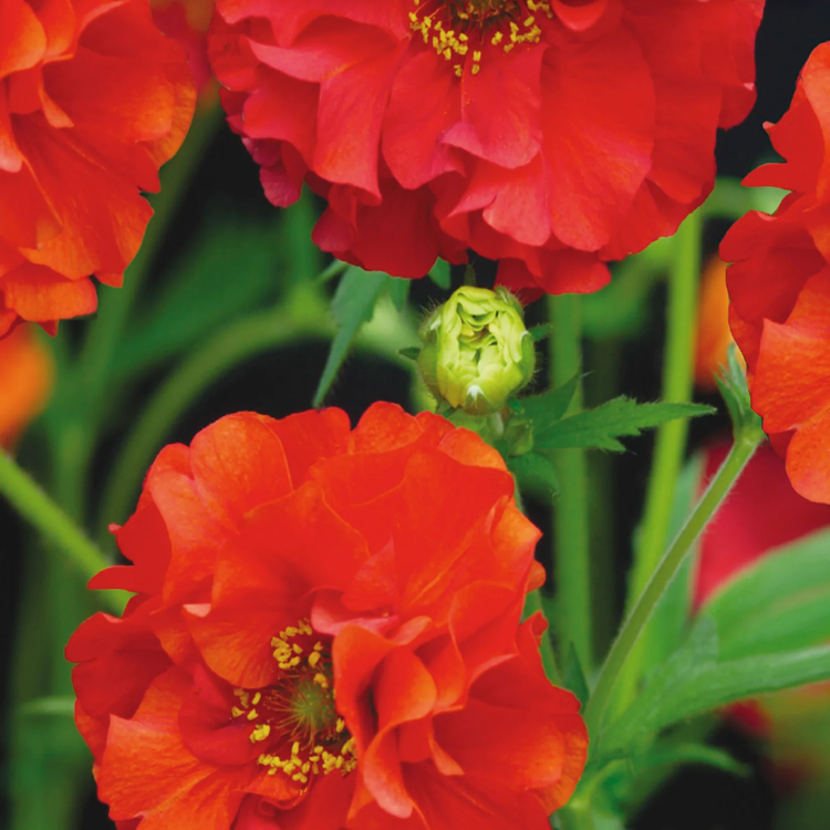 Perennial Geum Seeds 
