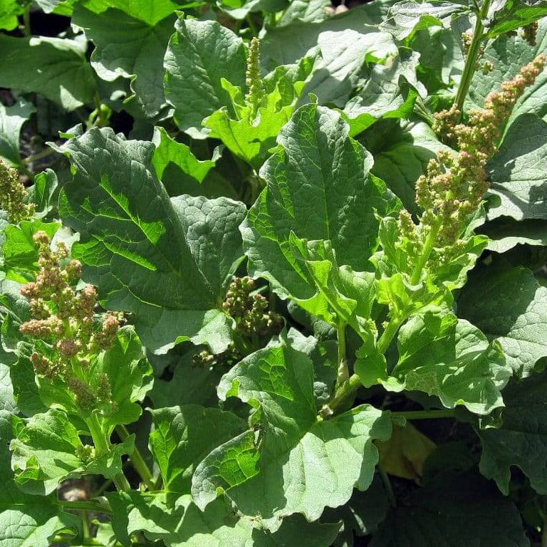 Perennial Goosefoot Seeds - Vegetable Plant