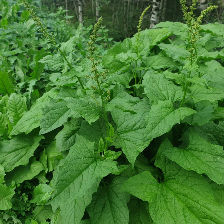 Perennial Goosefoot Seeds - Vegetable Plant