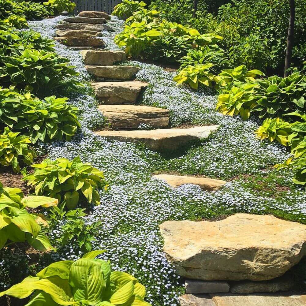 Perennial Ground Cover Seeds