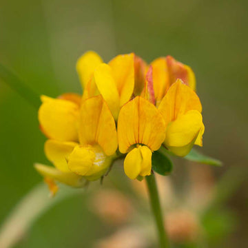 Bird's-Foot Trefoil Seeds – Perennial Groundcover

