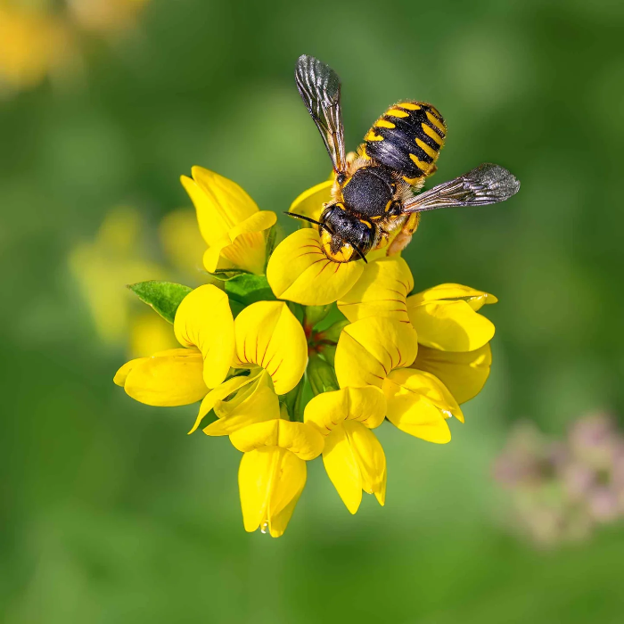 Perennial Groundcover Bird's-Foot Trefoil Seeds