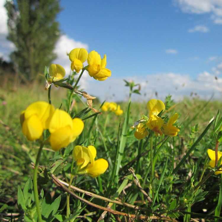 Perennial Groundcover Bird's-Foot Trefoil Seeds