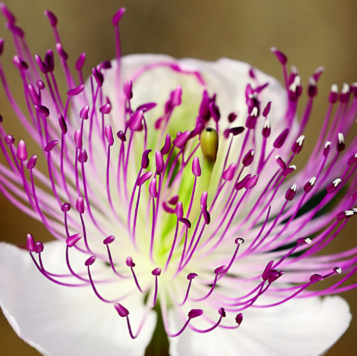 Perennial Hardy Capparis Spinosa Seeds