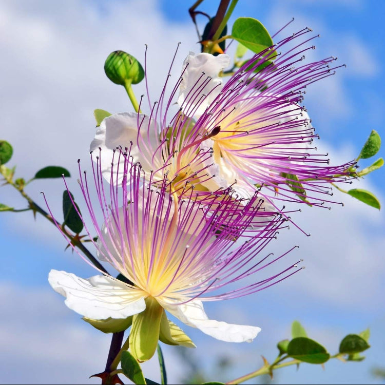 Perennial Hardy Capparis Spinosa Seeds