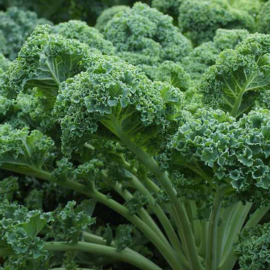 Perennial Kale Seeds