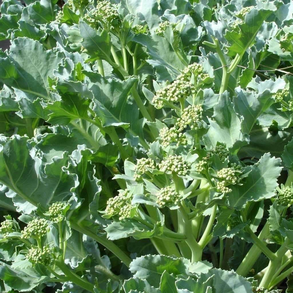 Perennial Kale Seeds