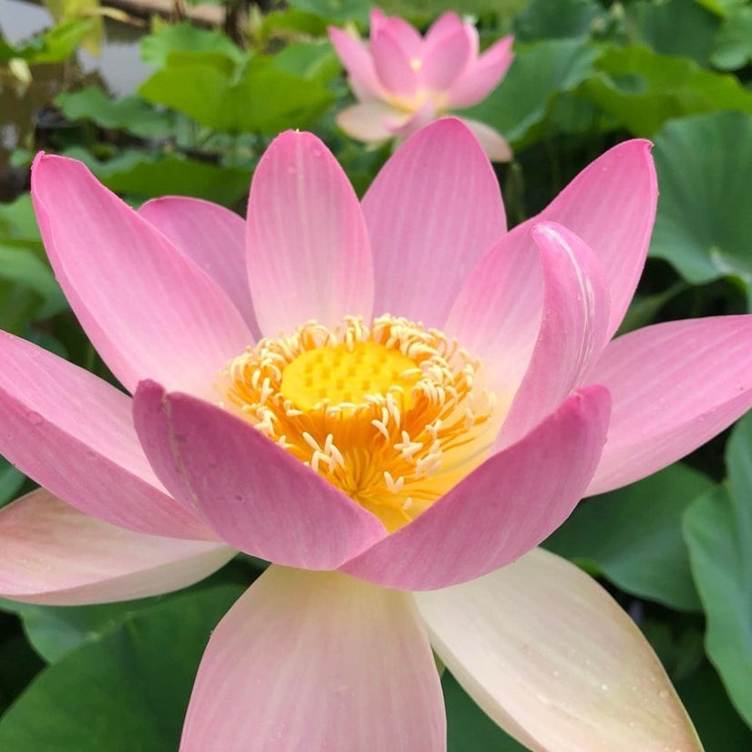 Perennial Lotus Seeds