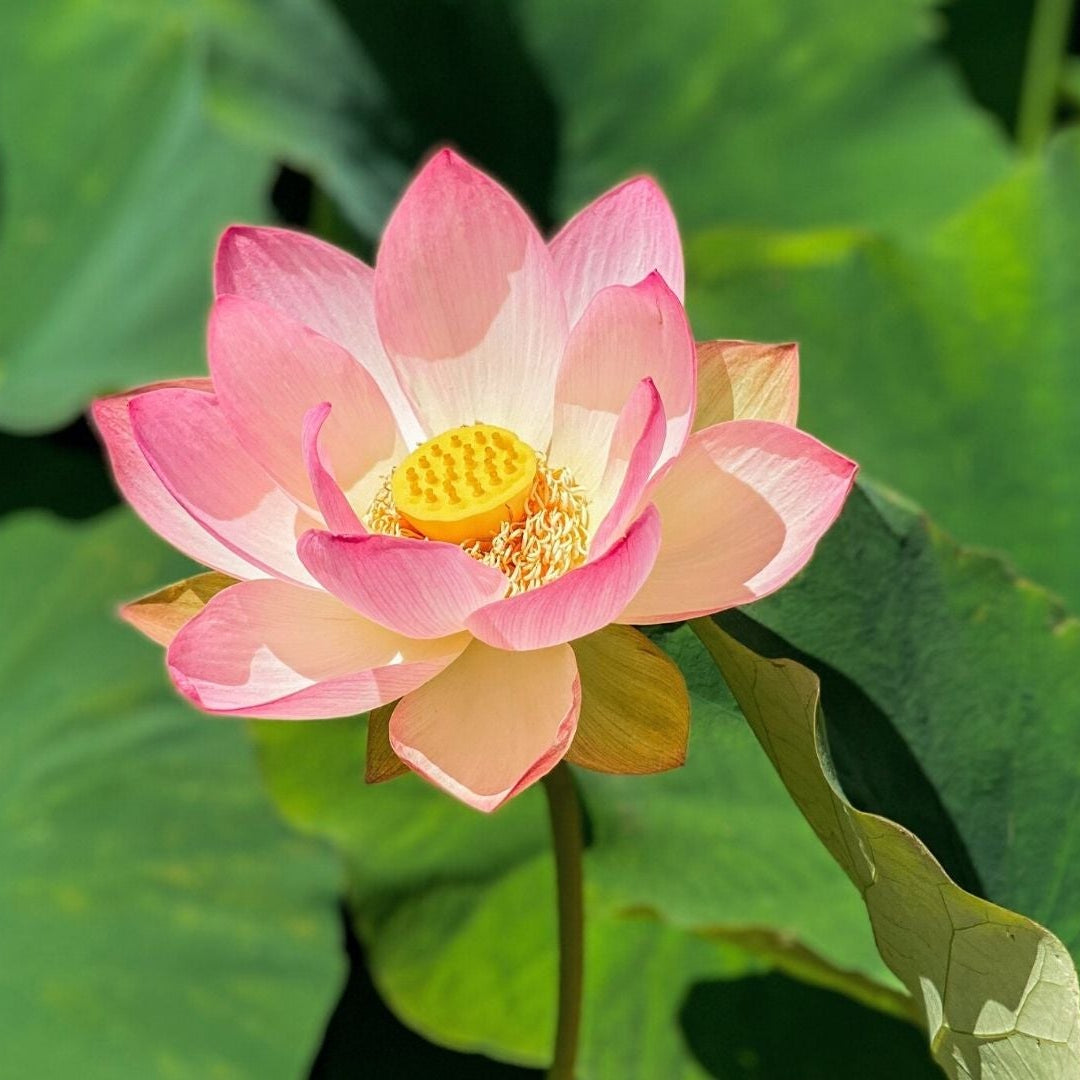 Perennial Lotus Seeds
