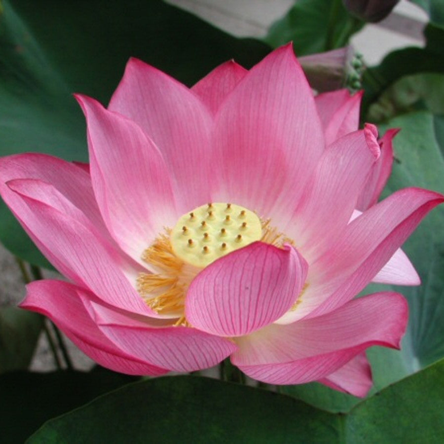 Perennial Lotus Seeds
