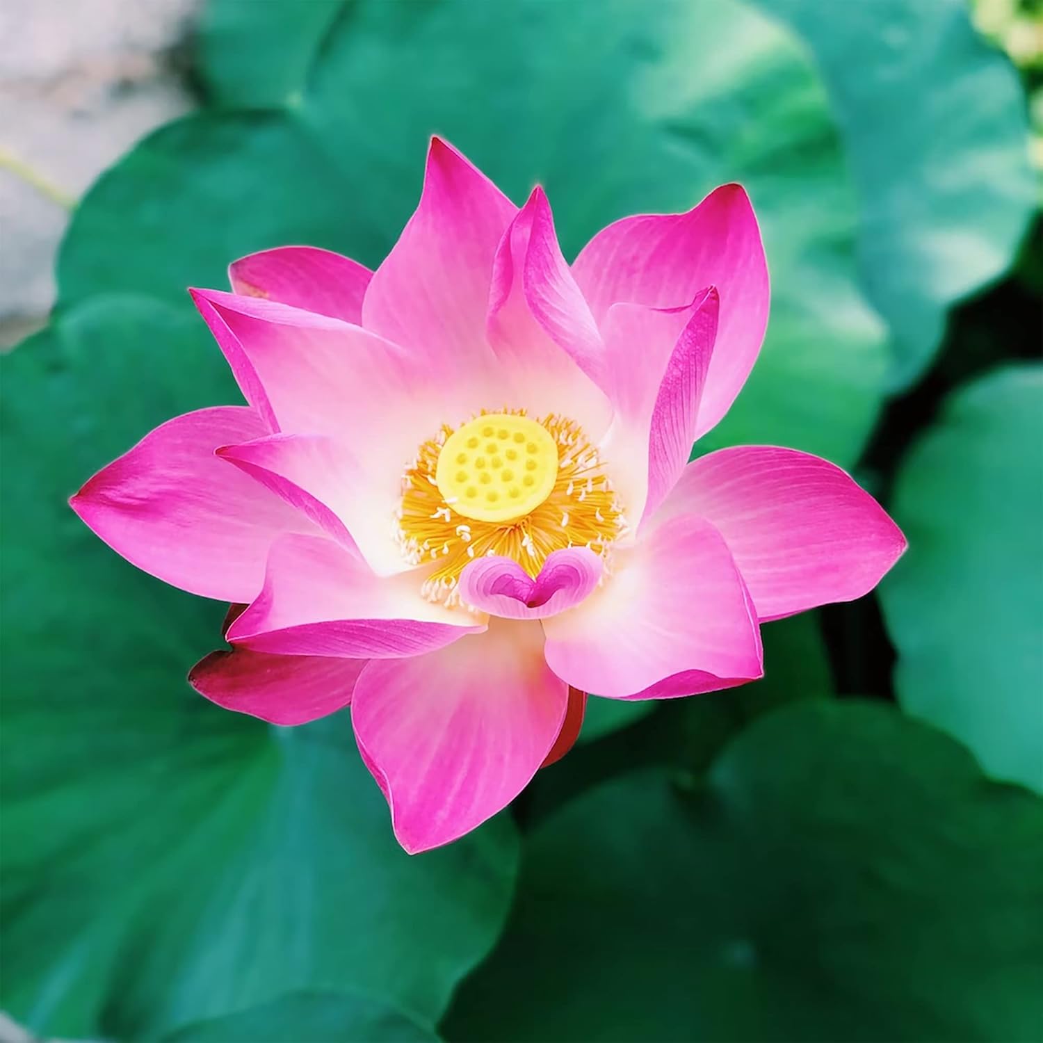 Perennial Lotus Seeds