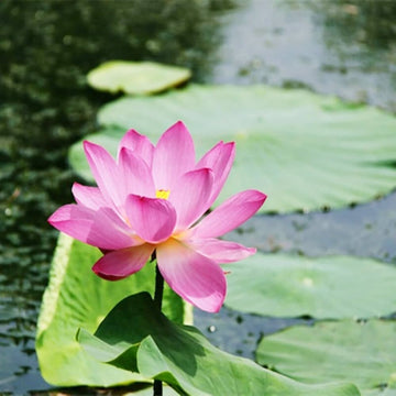 Perennial Lotus Seeds