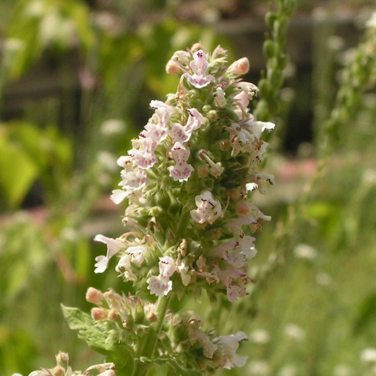Perennial Mint Family Catnip Seeds 
