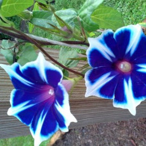 Perennial Morning Glory Seeds 