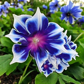 Perennial Morning Glory Seeds 