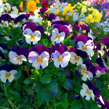 Perennial Pansy Viola Tricolor Seeds 