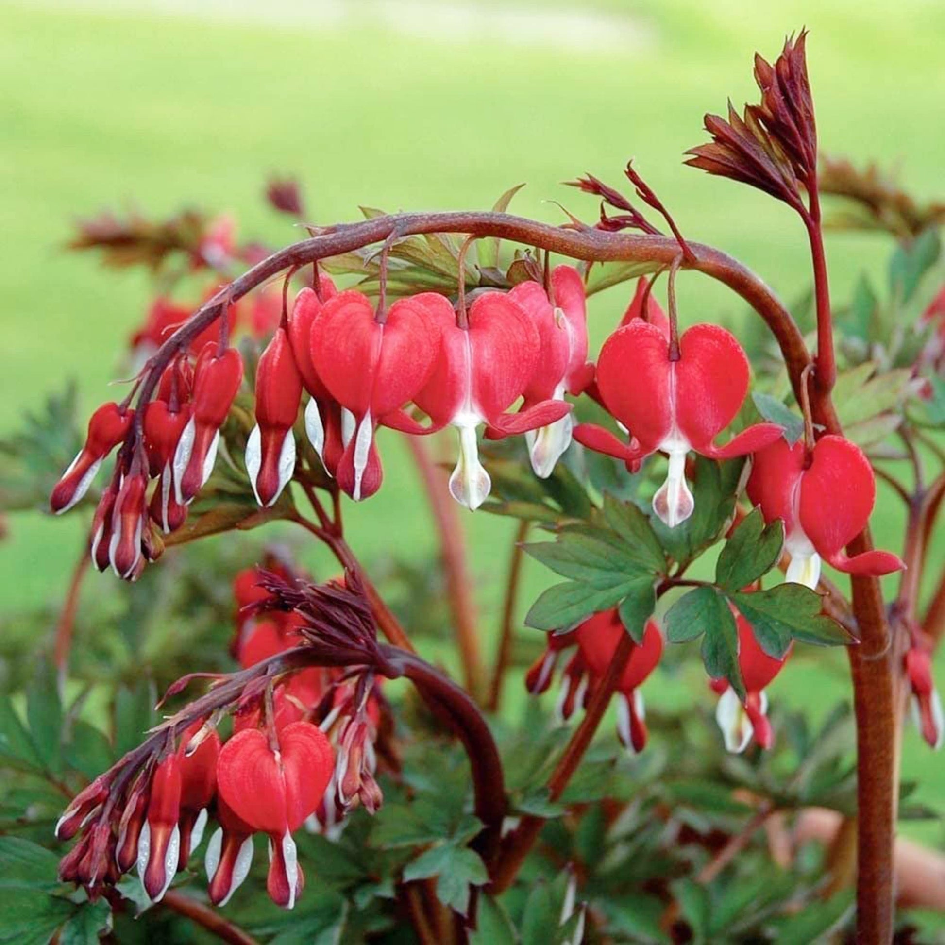 Perennial Red Bleeding Heart Seeds