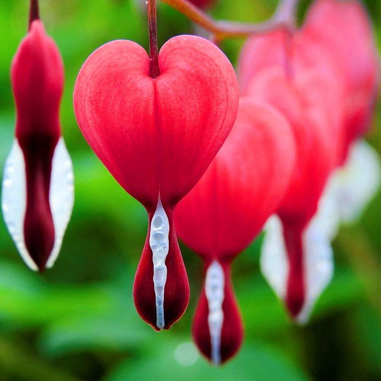Perennial Red Bleeding Heart Seeds