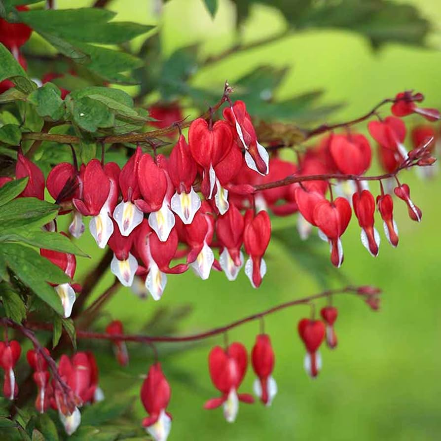 Perennial Red Bleeding Heart Seeds