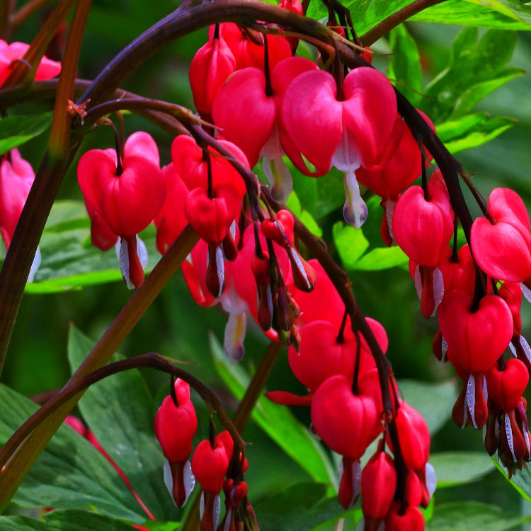 Perennial Red Bleeding Heart Seeds